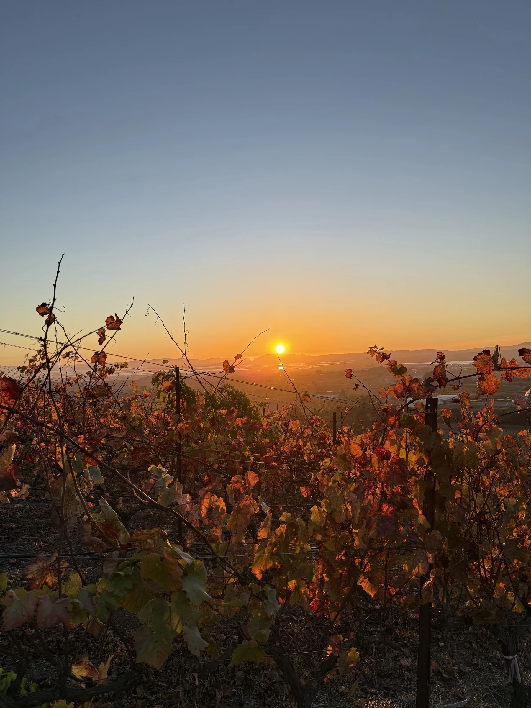 Sunset glowing through the leaves and fruit of Senemar’s vines